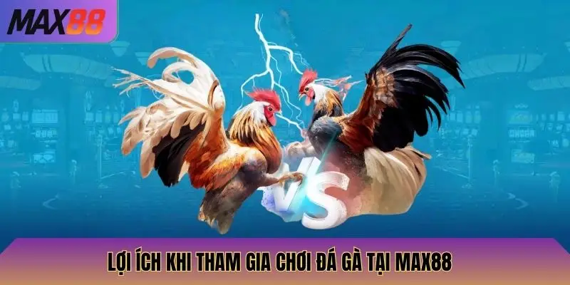 Lợi ích khi tham gia chơi đá gà tại Max88